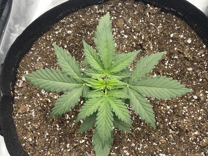 Tripz88. Week 4 - Top view of the Lemon cherry cookies, auto auto from 
fast buds genetics