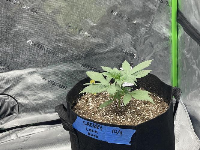 Tripz88. Week 4 - Cherry cola, auto fast buds genetics