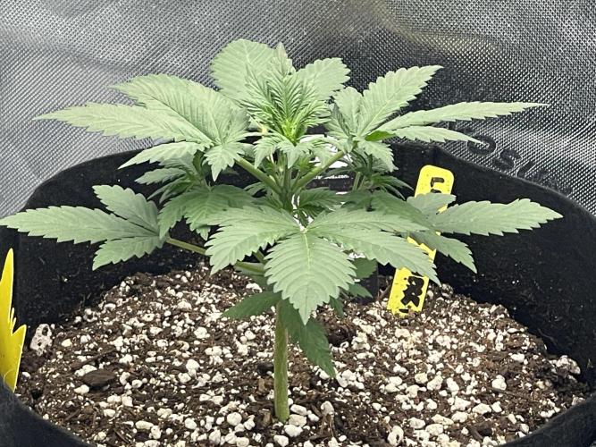 Tripz88. Week 4 - Another view of the cherry cola auto from:
fast buds genetics