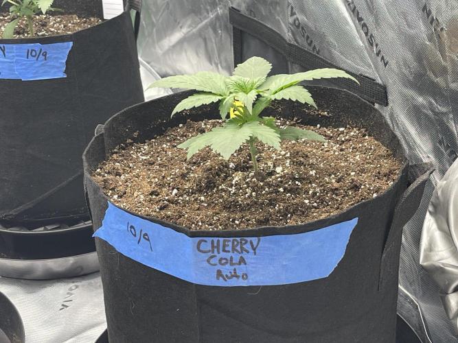 Tripz88. Week 4 - Cherry cola auto fast buds genetics