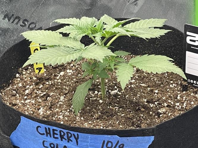 Tripz88. Week 4 - Another view of the cherry cola auto fast buds genetics