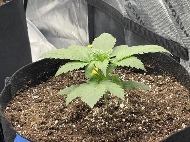 Tripz88. Week 4 - Wedding cheesecake auto 
Fast bud genetics