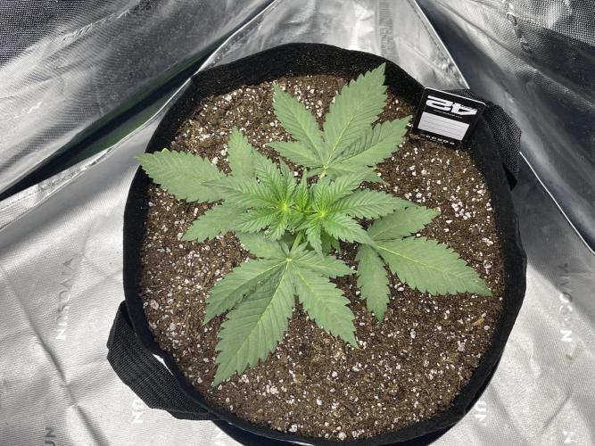 Tripz88. Week 4 - Top view of the wedding cheesecake auto fastsbuds, genetics. 