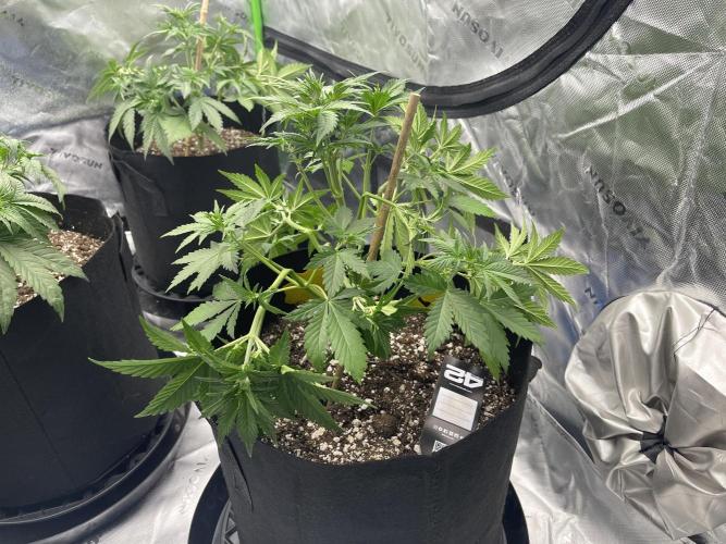 Tripz88. Week 5 - Lemon cherry auto