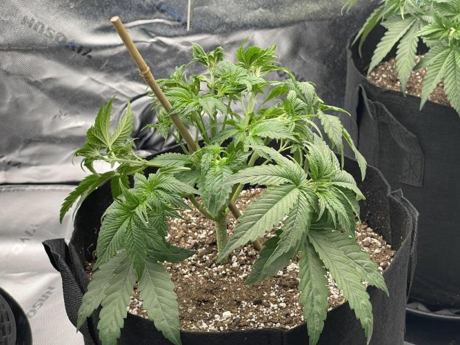 Tripz88. Week 5 - Cherry cola auto