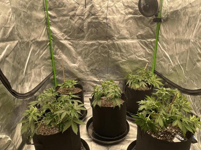 Tripz88. Week 5 - I’ll look at the Ladies