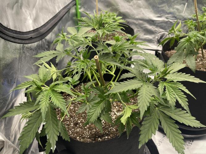 Tripz88. Week 5 - Wedding cheesecake auto