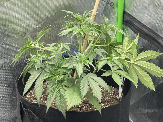 Tripz88. Week 5 - Cherry cola auto