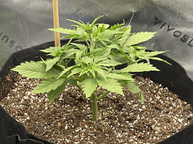 Tripz88. Week 5 - Gorilla cookies auto a little bit behind 