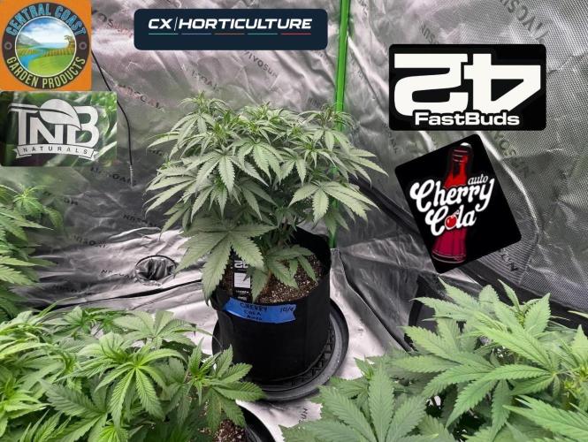 Tripz 420. Week 6 - Cherry 🍒 cola auto Fast Buds 