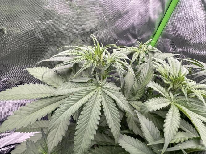 Tripz 420. Week 6 - 🍒 cherry cola auto Fast Buds  42