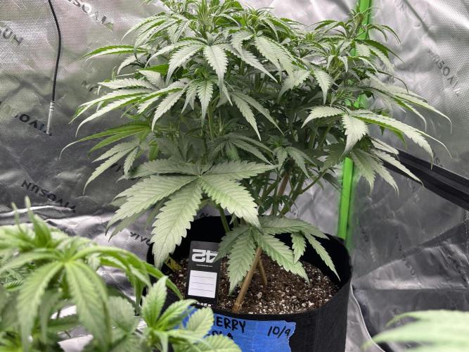 Tripz 420. Week 6 - Cherry cola auto Fast buds Genetics  