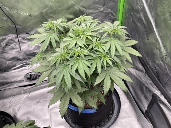 Tripz 420. Week 6 - Cherry Cola Auto Fast Buds 💨🍒🏆🌱💯