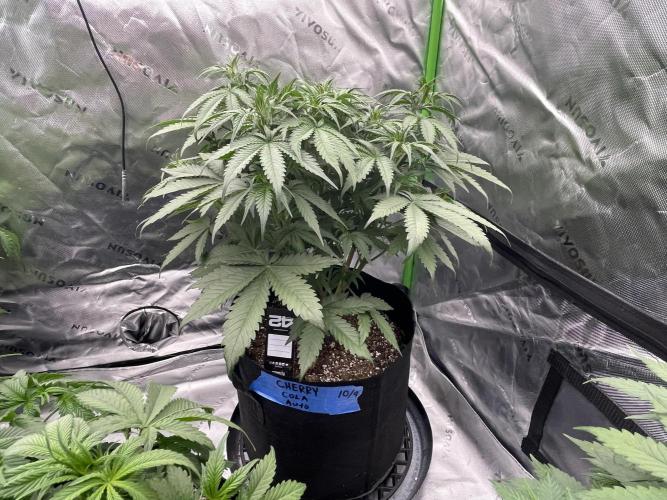 Tripz 420. Week 6 - Cherry cola auto Fast buds 42☀️👑🏆💯🌱💨