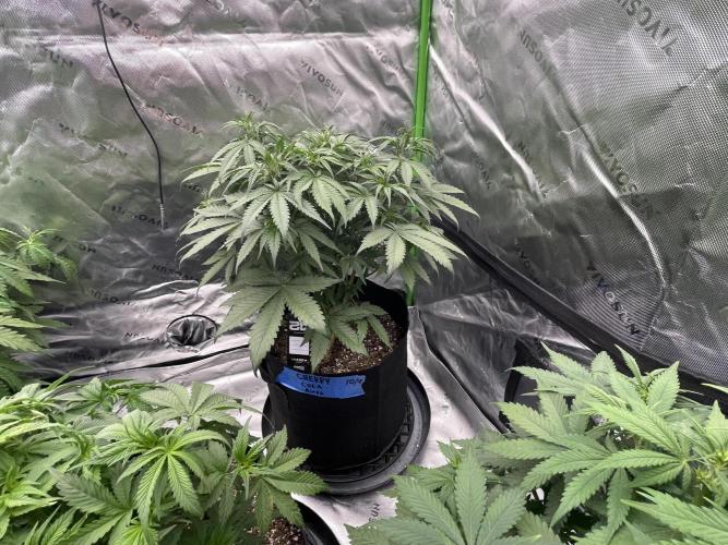 Tripz 420. Week 6 - Cherry cola auto Fast buds 💨🌱🏆💯