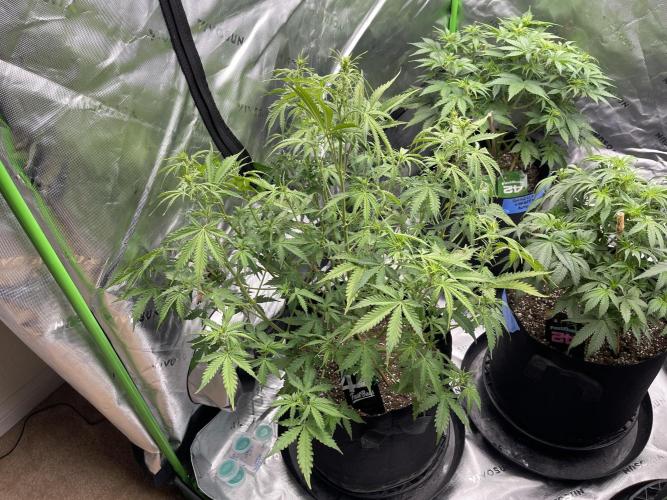 Tripz 420. Week 7 - Wedding Cheesecake auto maybe pushed her need to just water 6.0-6.2 only water 