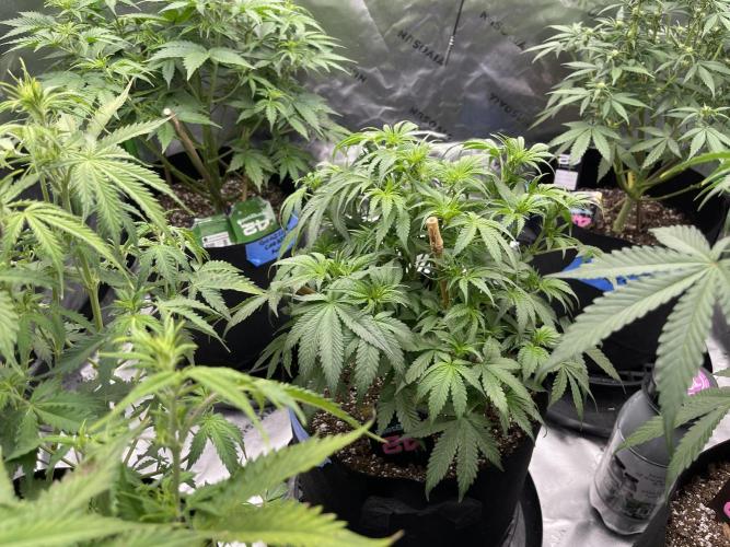 Tripz 420. Week 7 - Cherry cola Auto was behind a bit I think she’ll surprise us. 