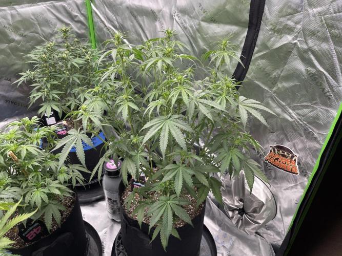 Tripz 420. Week 7 - Cherry Cola auto looking like a beast. Growing tall. Bushy thick 