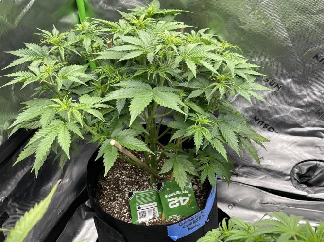 Tripz 420. Week 7 - Gorilla cookies auto Definitely looks to be a surprise or she started out small 