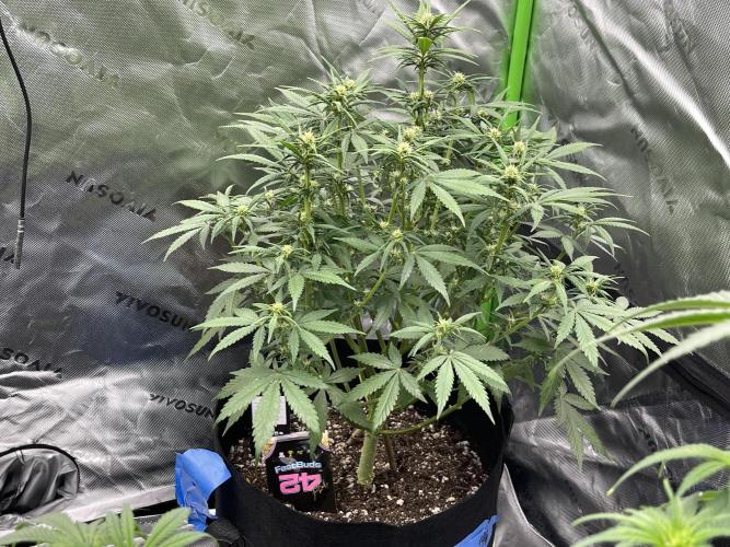 Tripz 420. Week 7 - Lemon, cherry cookies, auto definitely bushy well shaped plant great structure 