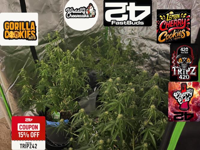 Tripz 420. Week 8 - Growing Buds keeping the air flow going. 