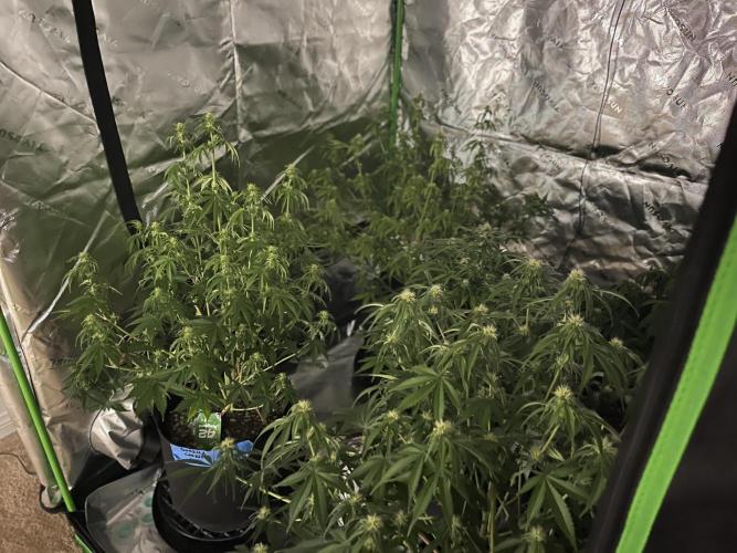 Tripz 420. Week 8 - Sleeping when they go to sleep the plants droop. So cute ☀️