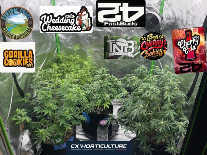 Tripz 420. Week 8 - With lights on shot 