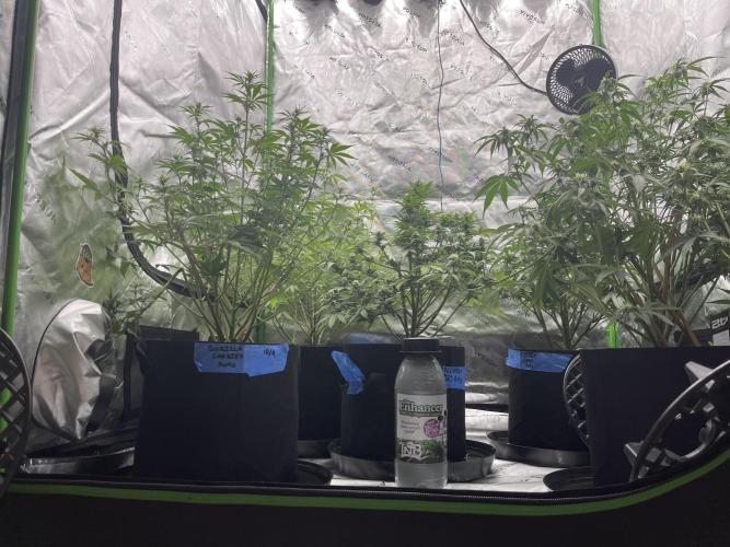 Tripz 420. Week 8 - Look at the side canopy definitely been Defoliating when needed they seem like. 