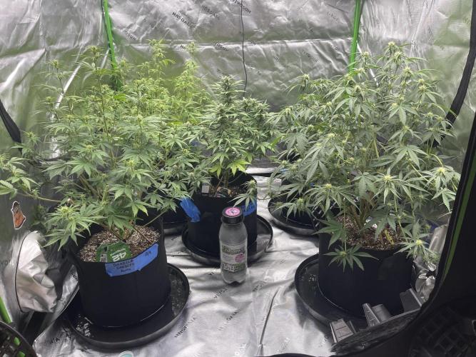 Tripz 420. Week 8 - Bumped the light powers bit 