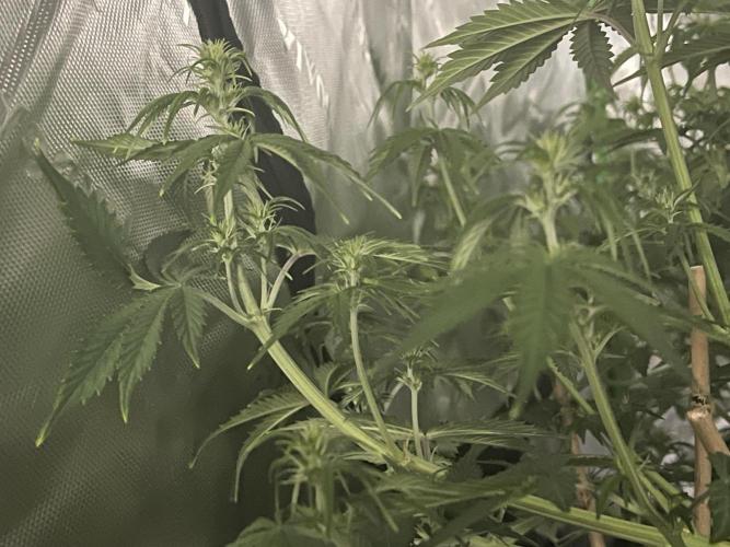 Tripz 420. Week 8 - Supper crop I had to see. 👑🔥💀