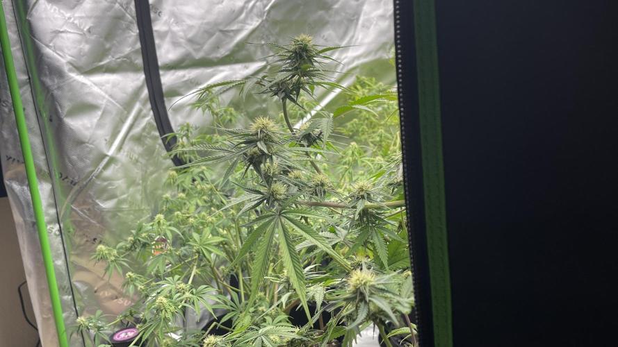 Tripz 420. Week 9 - Cherry cola growing and super cropped . 