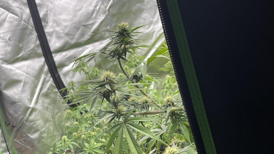 Tripz 420. Week 9 - Cherry cola 