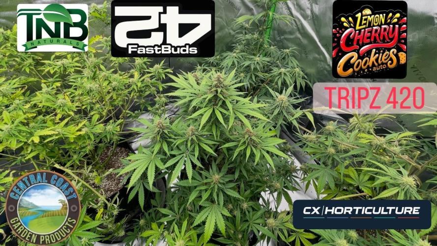 Tripz 420. Week 9 - Lemon cherry cookies pluming up getting fat. Feeding steady she loves to eat. 