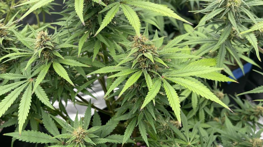 Tripz 420. Week 9 - Lemon cherry cookies from the top she’s definitely getting red hairs