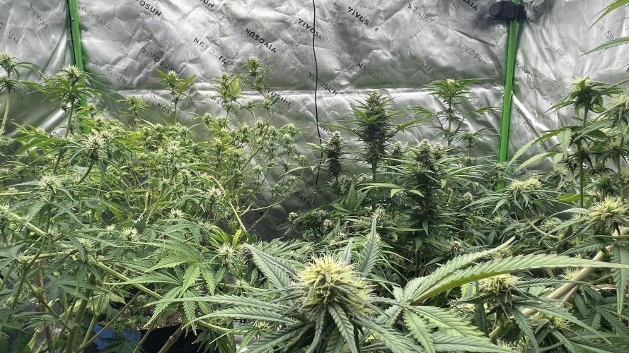 Tripz 420. Week 9 - This is a view of the wedding cheesecake auto the gorilla cookies,