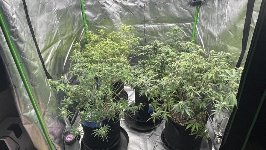 Tripz 420. Week 9 - A view of the Tripz‘s garden 