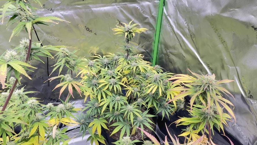 Tripz 420. Week 10 - Cherry cola auto week 5 flower