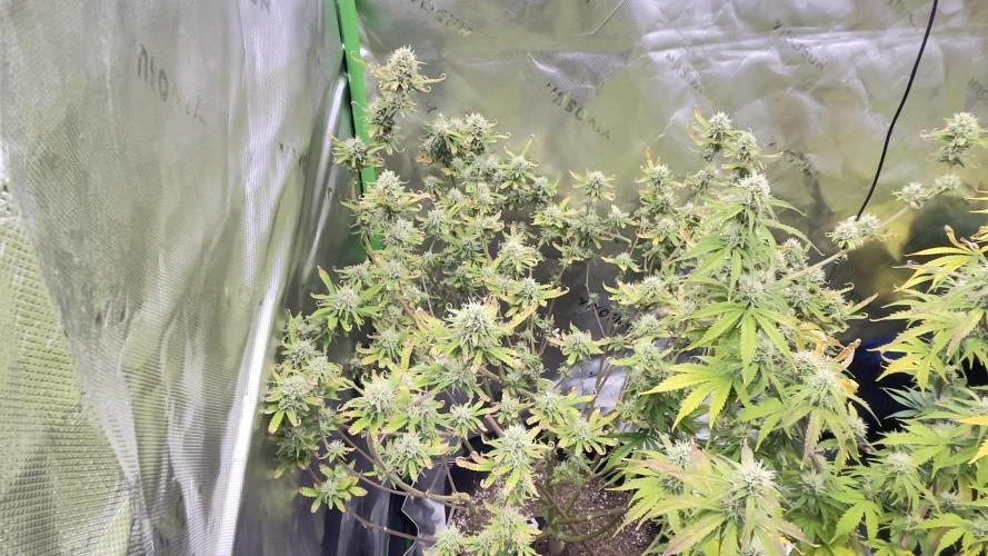 Tripz 420. Week 10 - Wedding Cheesecake week 5 flower. 