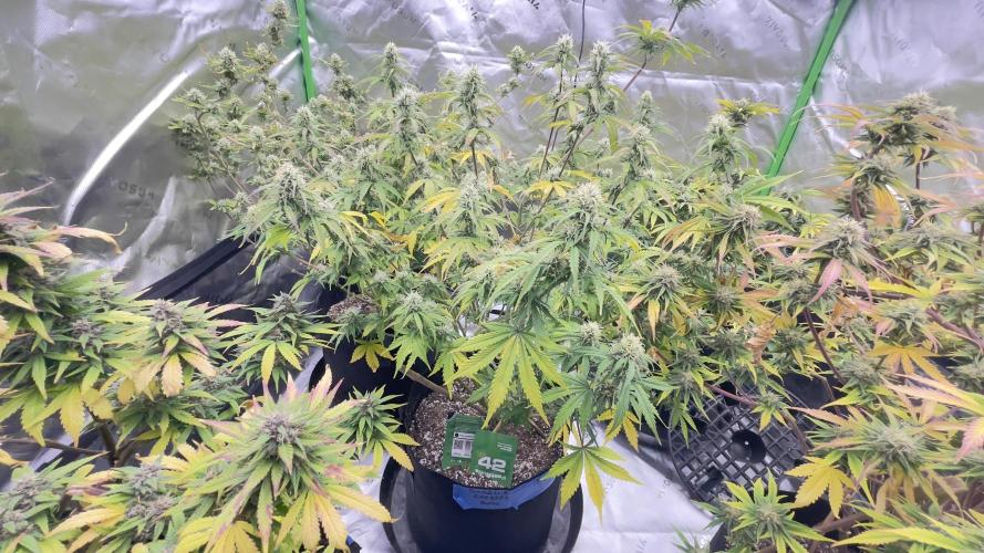 Tripz 420. Week 10 - Gorilla Cookies auto