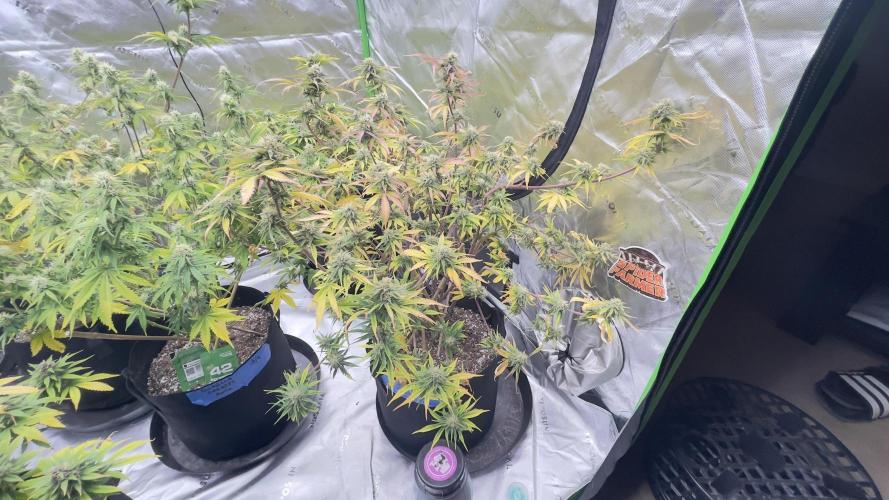 Tripz 420. Week 10 - Cherry Cola auto