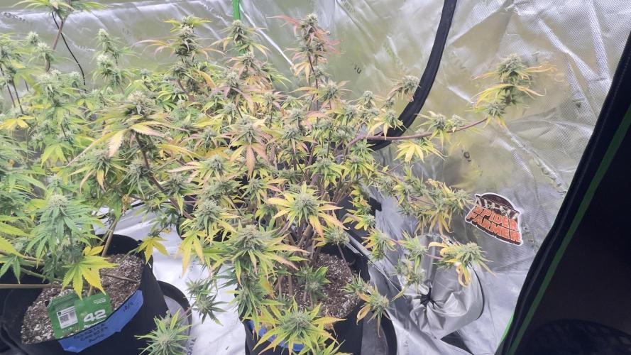 Tripz 420. Week 10 - Cherry cola auto week 5 flower may be a week behind the Lemmon cherry cookies. 