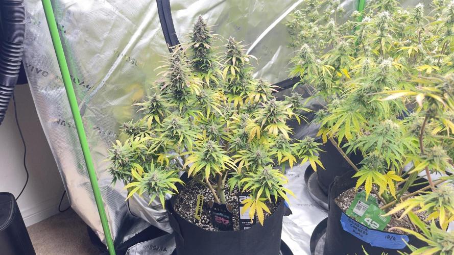 Tripz 420. Week 10 - Lemon cherry cookies week 5 going into week 6 