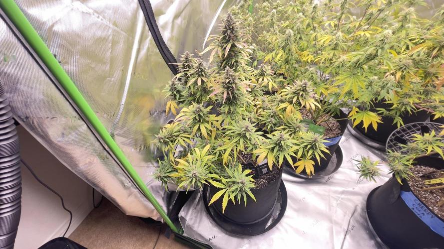 Tripz 420. Week 10 - Lemon cherry cookies auto finishing strong week 6 flushed 10 gallons 