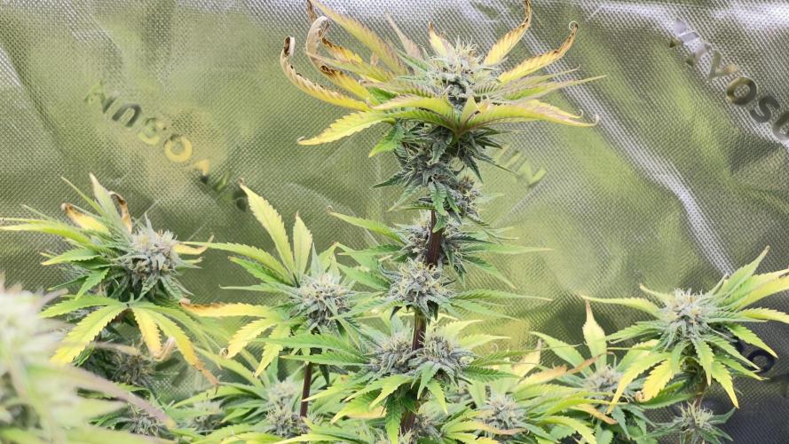 Tripz 420. Week 11 - Cherry cola auto 