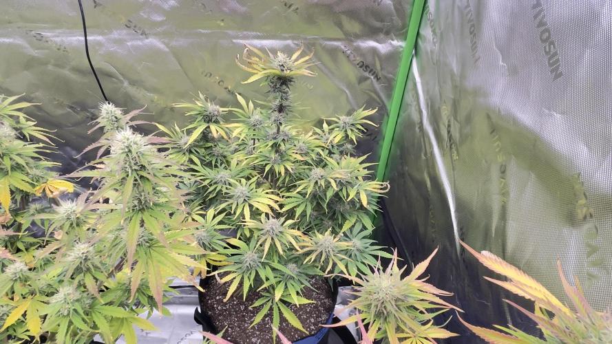 Tripz 420. Week 11 - Cherry cola 