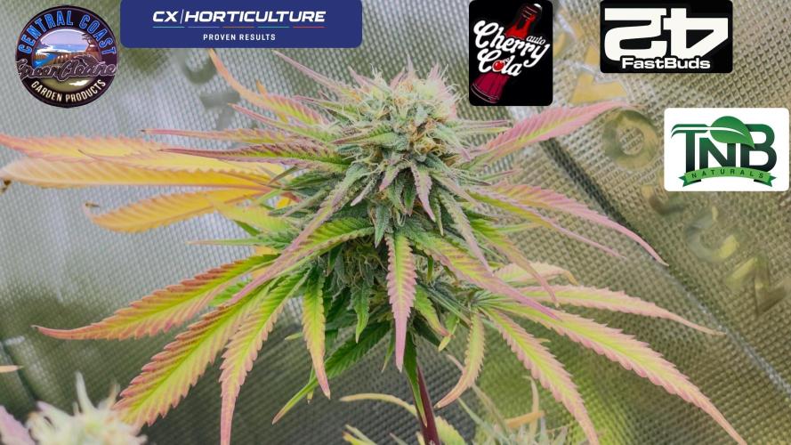 Tripz 420. Week 11 - Pheno # 2 cherry cola 