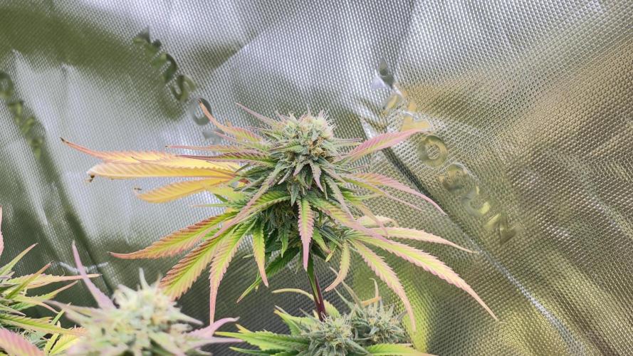 Tripz 420. Week 11 - Cherry cola 