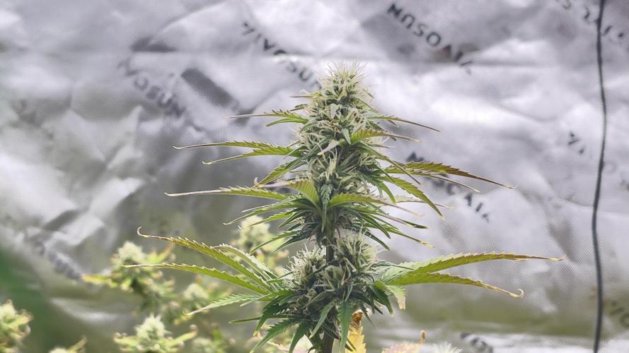 Tripz 420. Week 11 - Lemon 🍋 cherry cookies 