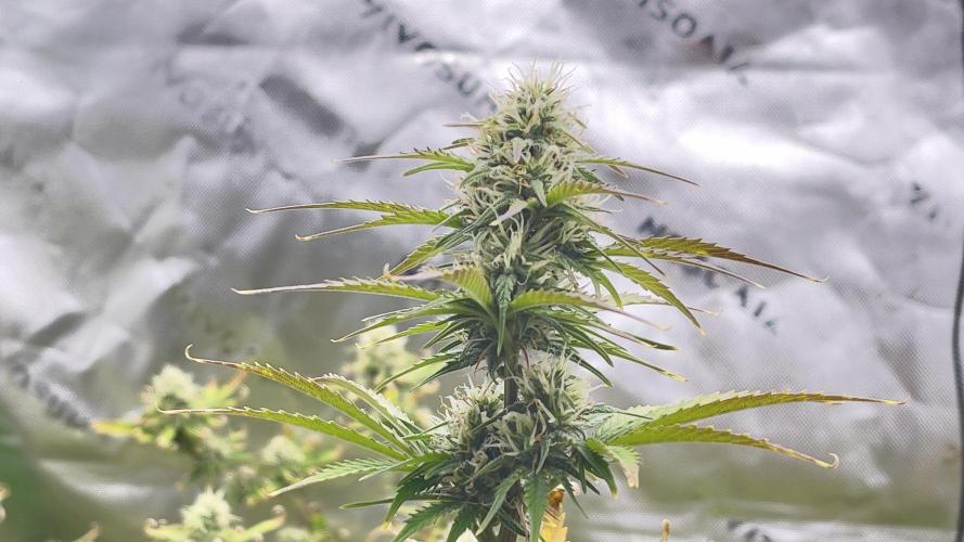 Tripz 420. Week 11 - Lemo