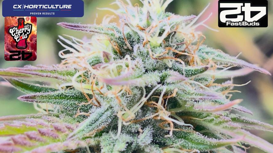 Tripz 420. Week 11 - A close-up of the cherry cola